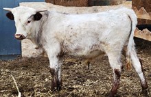 Ritz/Tuff Love Bull Calf