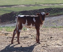 ZIGGY BUG CALF